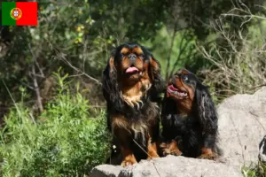 Read more about the article King Charles Spaniel hodowcy i szczenięta w Portugalia
