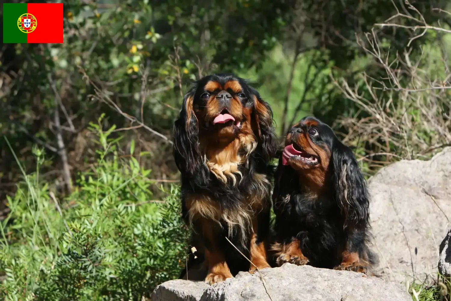 Read more about the article King Charles Spaniel hodowcy i szczenięta w Portugalia