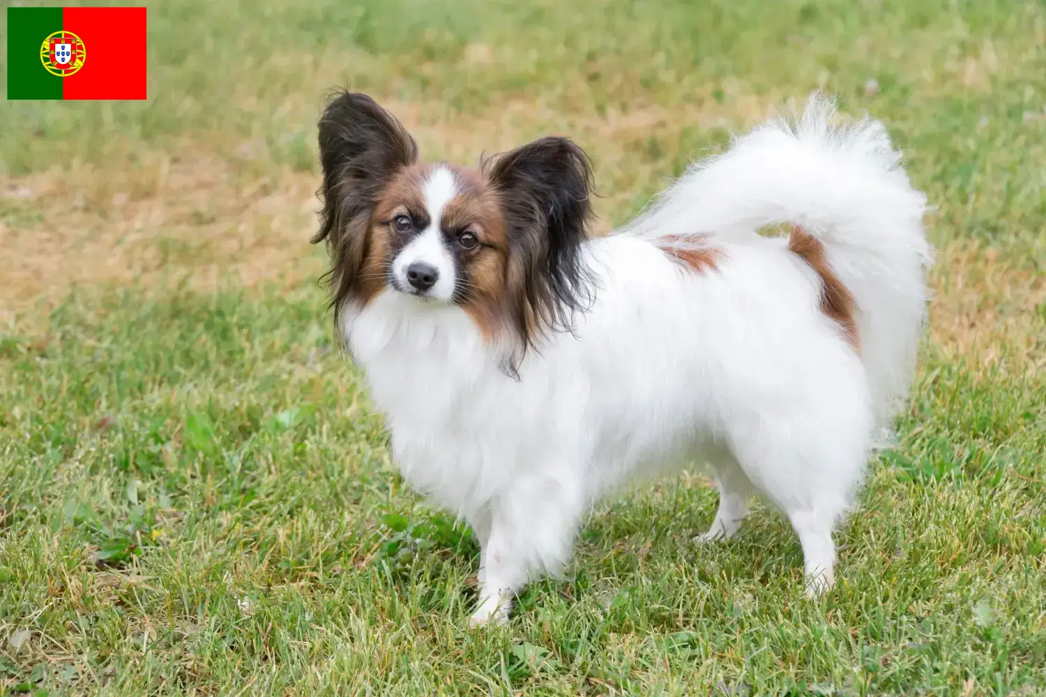 Spaniel miniaturowy kontynentalny szczenięta i hodowcy Portugalia Tutaj można znaleźć hodowców spanieli karłowatych kontynentalnych w Portugalia.
