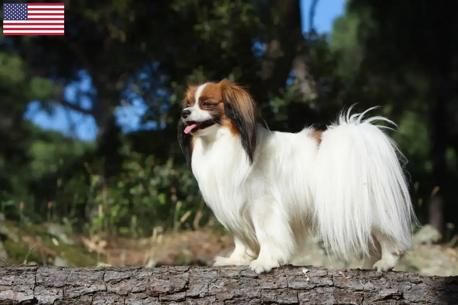 Spaniel miniaturowy kontynentalny szczenięta i hodowcy USA Tutaj można znaleźć hodowców spanieli karłowatych kontynentalnych w USA.