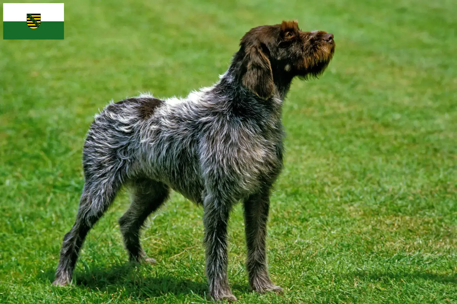 Korthals Griffon szczenięta i hodowcy Saksonia Tutaj znajdziesz hodowców rasy Griffon d'arrêt à poil durs w Saksonia.