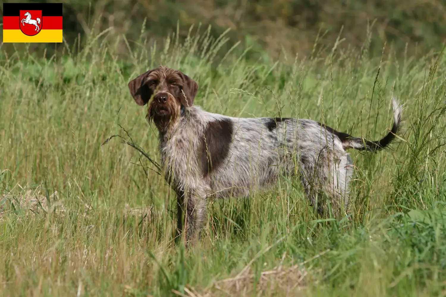 Korthals Griffon szczenięta i hodowcy Dolna Saksonia Znajdź hodowców Griffon d'arrêt à poil durs w Dolna Saksonia.