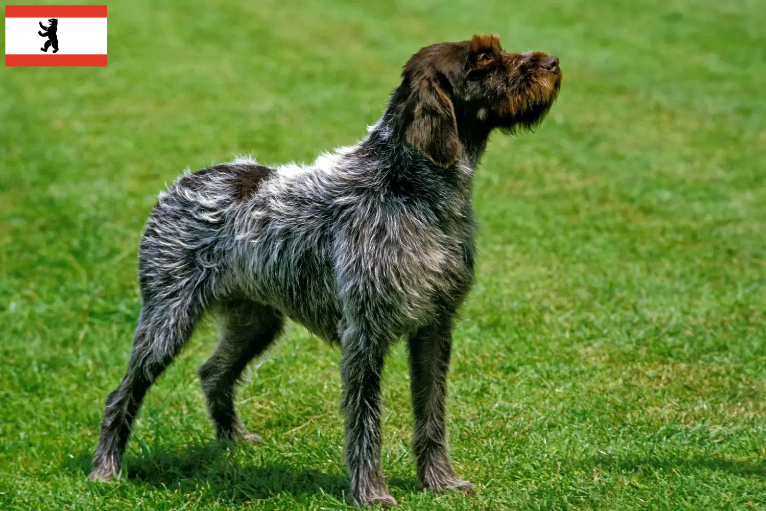 Korthals Griffon szczenięta i hodowcy Berlin Znajdź hodowców Griffon d'arrêt à poil durs w Berlin.
