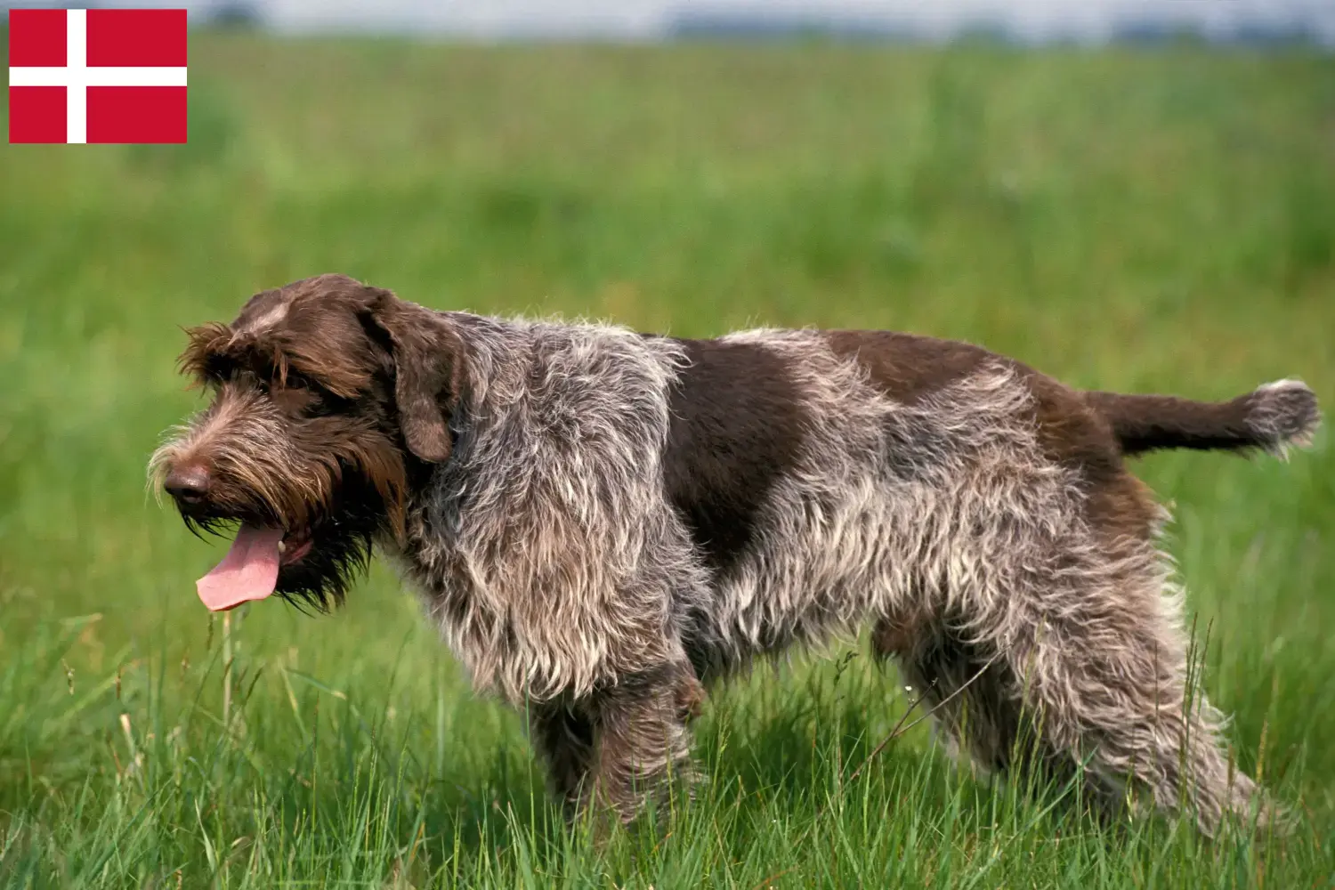 Korthals Griffon szczenięta i hodowcy Dania Znajdź hodowców Griffon d'arrêt à poil durs w Dania.