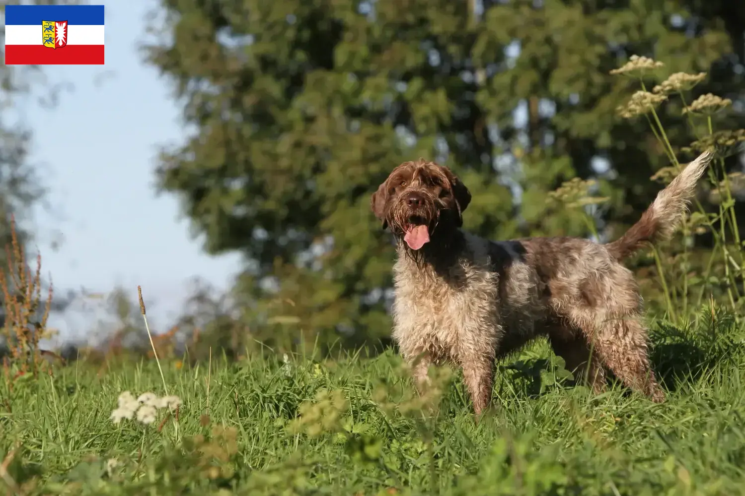 Korthals Griffon szczenięta i hodowcy Szlezwik-Holsztyn Tutaj znajdziesz hodowców rasy Griffon d'arrêt à poil durs w Szlezwik-Holsztyn.