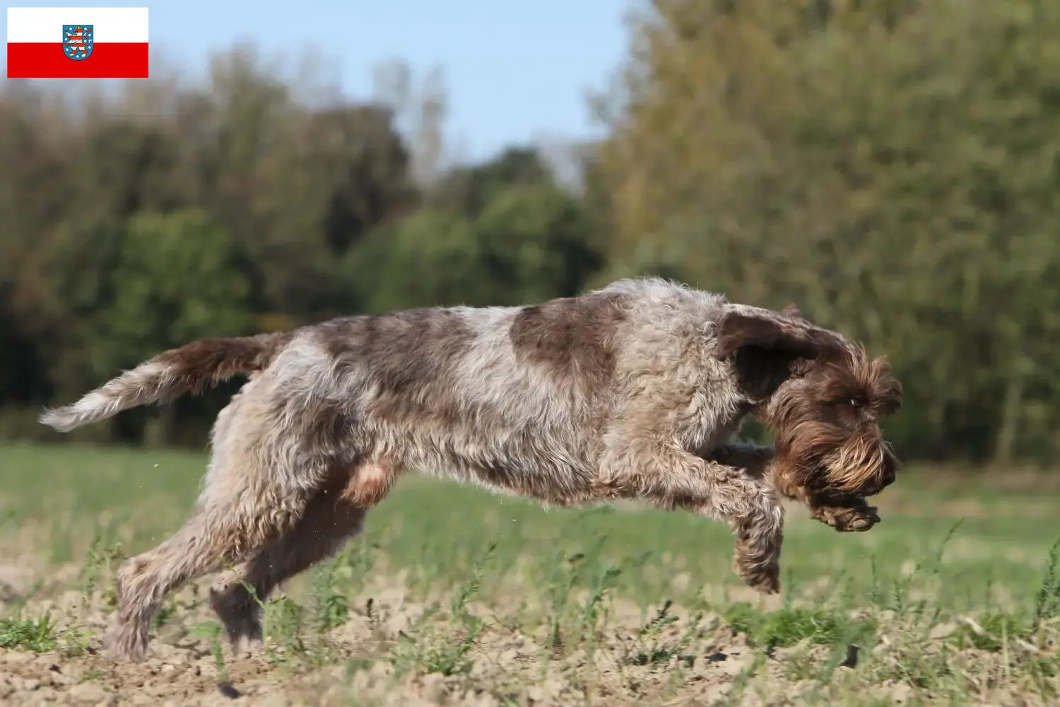 Korthals Griffon szczenięta i hodowcy Turyngia Znajdź hodowców Griffon d'arrêt à poil durs w Turyngia.