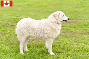Read more about the article Kuvasz hodowcy i szczenięta w Kanada