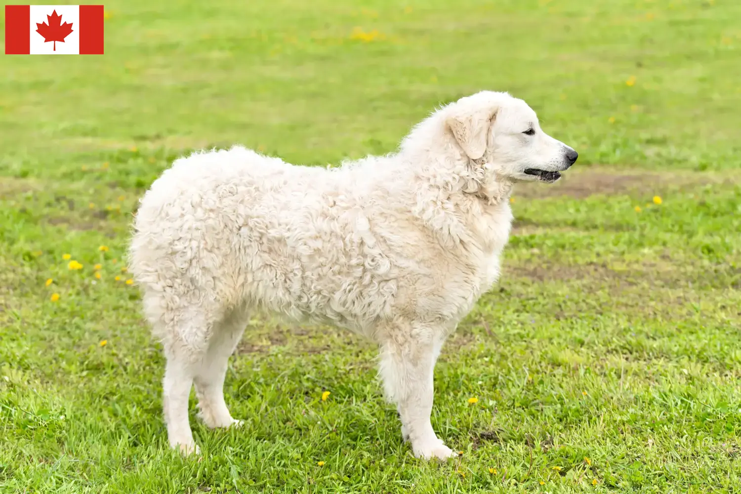 Read more about the article Kuvasz hodowcy i szczenięta w Kanada