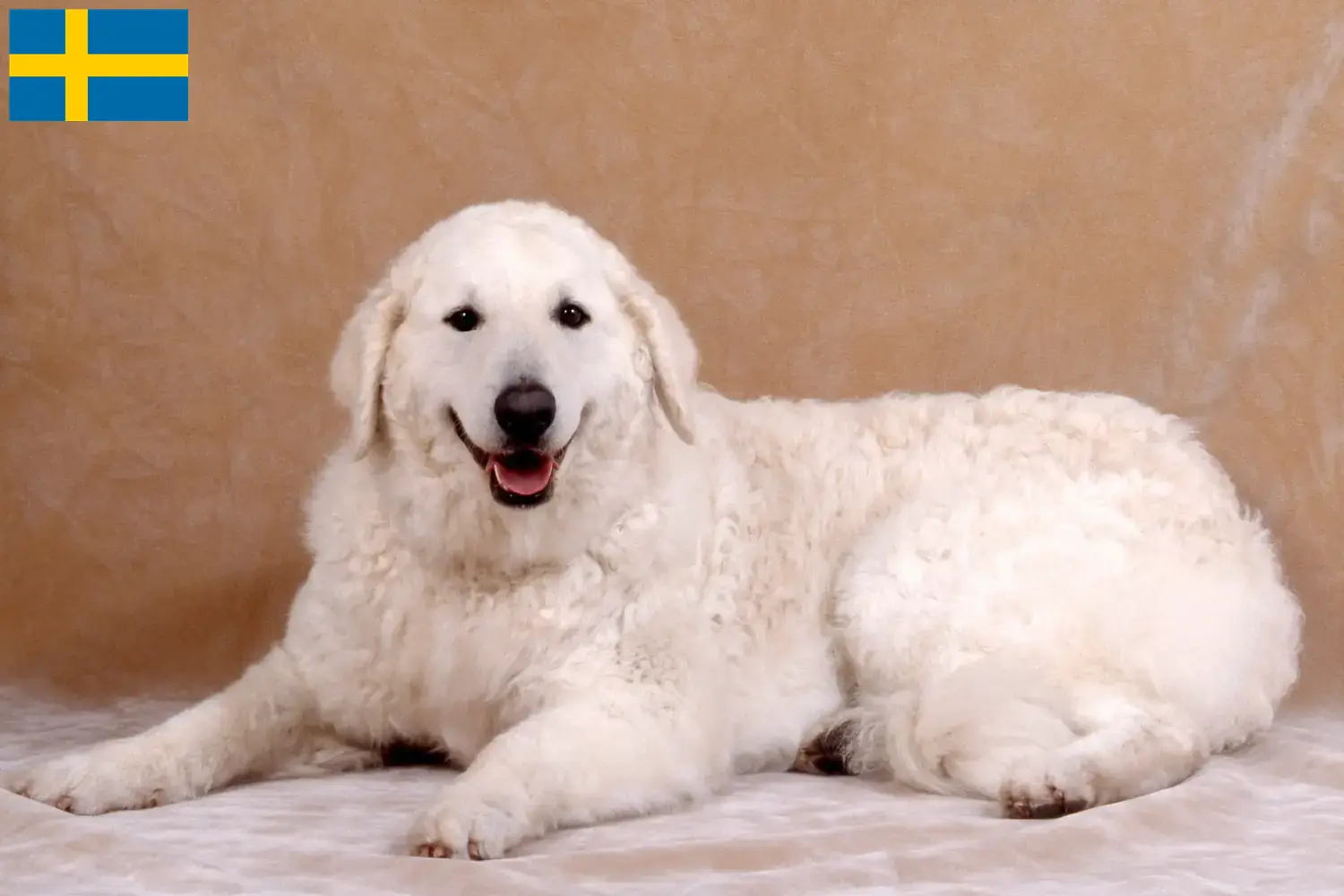 Read more about the article Kuvasz hodowcy i szczenięta w Szwecja