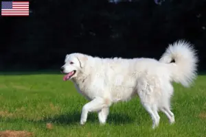 Read more about the article Kuvasz hodowcy i szczenięta w USA