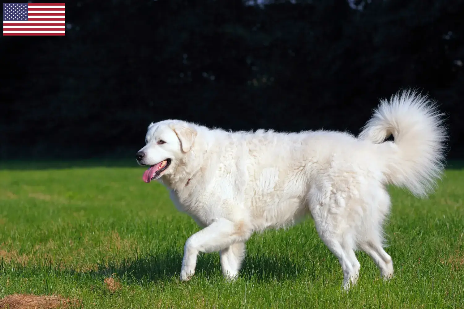 Read more about the article Kuvasz hodowcy i szczenięta w USA