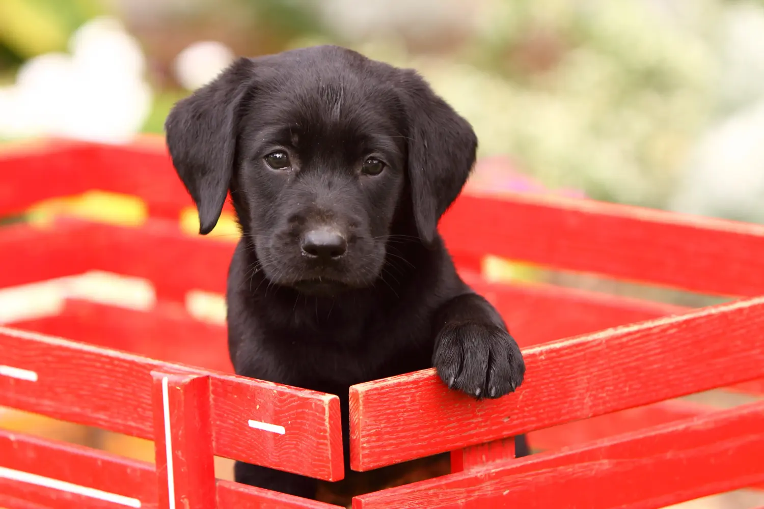 Kupno szczeniaka labradora oznacza wzięcie na siebie odpowiedzialności! Kup szczenięta labradora.