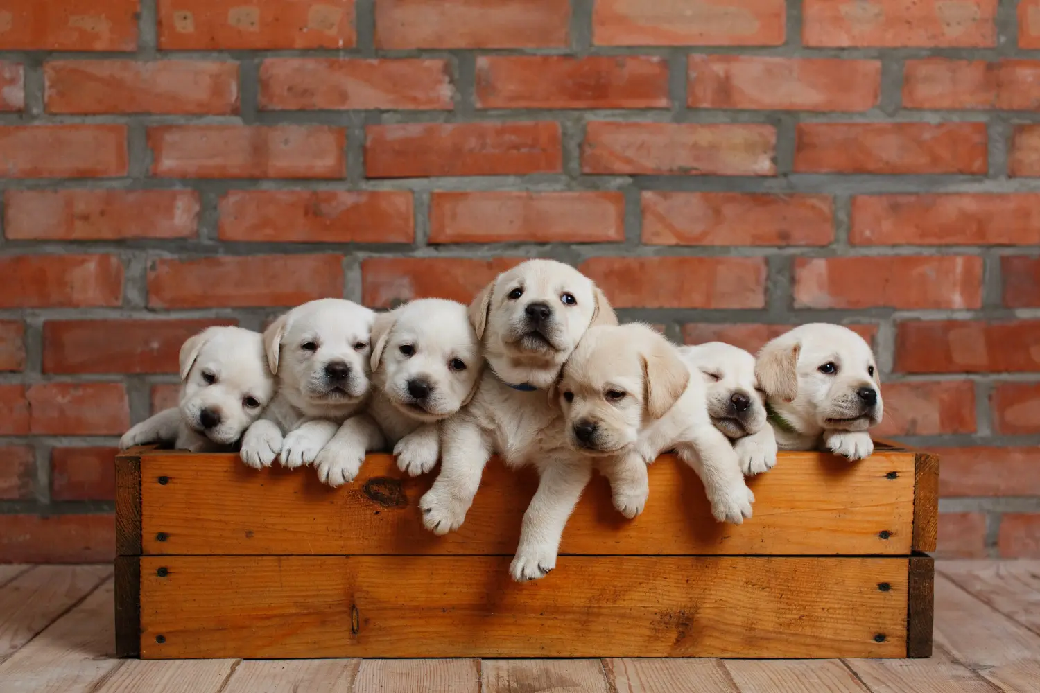 Kupno szczeniaka labradora oznacza wzięcie na siebie odpowiedzialności! Kup szczenięta labradora.