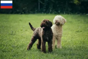 Read more about the article Lagotto romagnolo hodowcy i szczenięta w Rosja