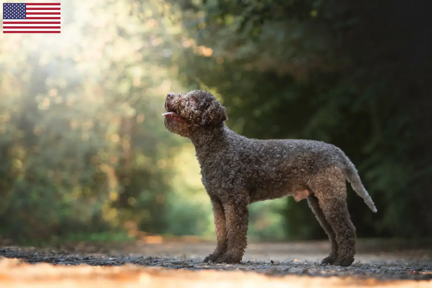 Lagotto romagnolo szczenięta i hodowcy USA Tutaj znajdziesz hodowców rasy Lagotto romagnolo w USA.