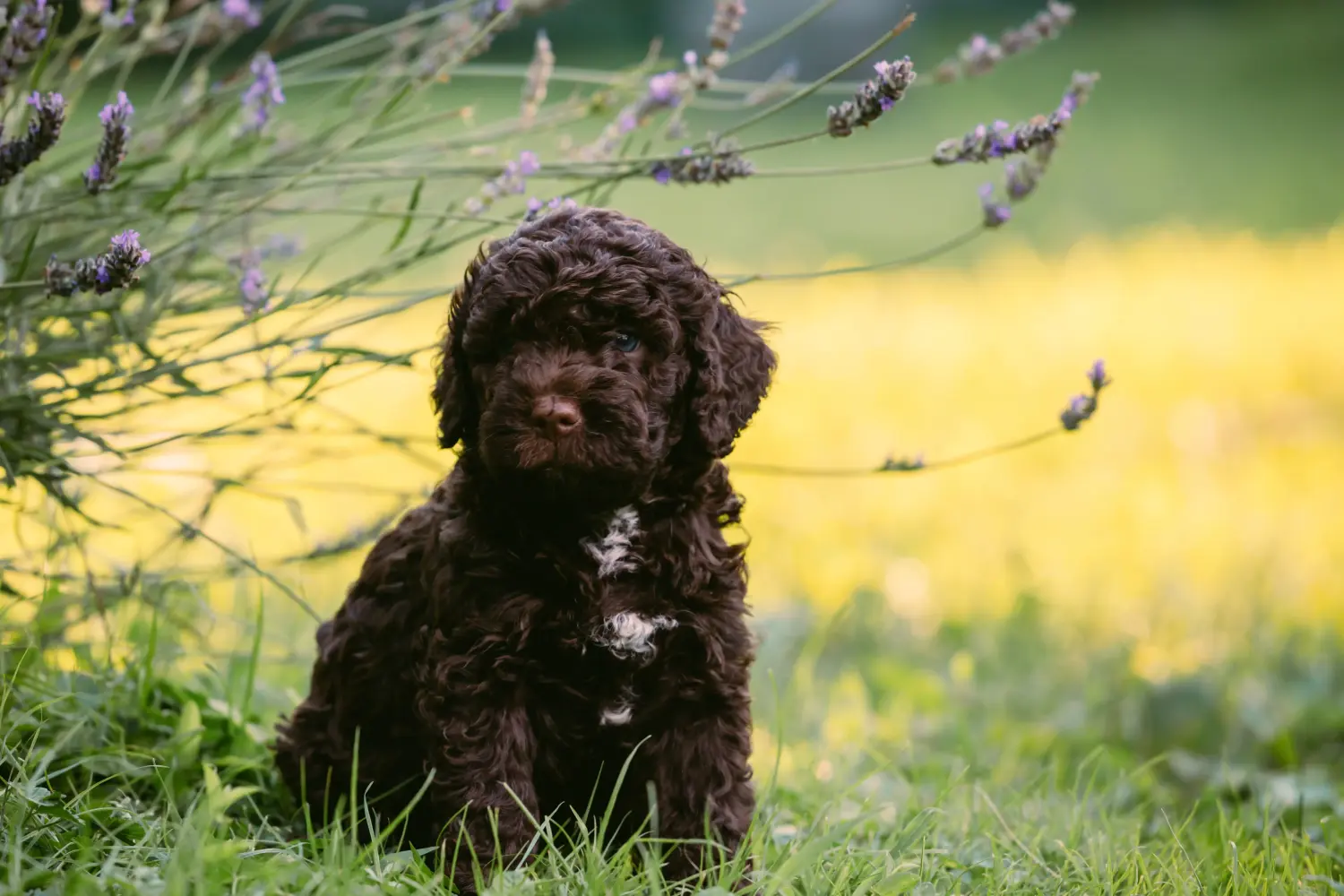 Kupno szczeniaka Lagotto Romagnolo oznacza wzięcie na siebie odpowiedzialności! Kup szczenięta Lagotto Romagnolo.