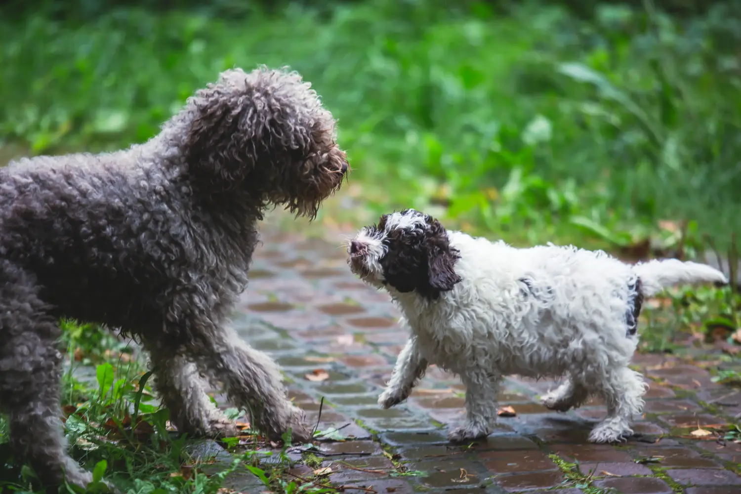 Kupno szczeniaka Lagotto Romagnolo oznacza wzięcie na siebie odpowiedzialności! Kup szczenięta Lagotto Romagnolo.