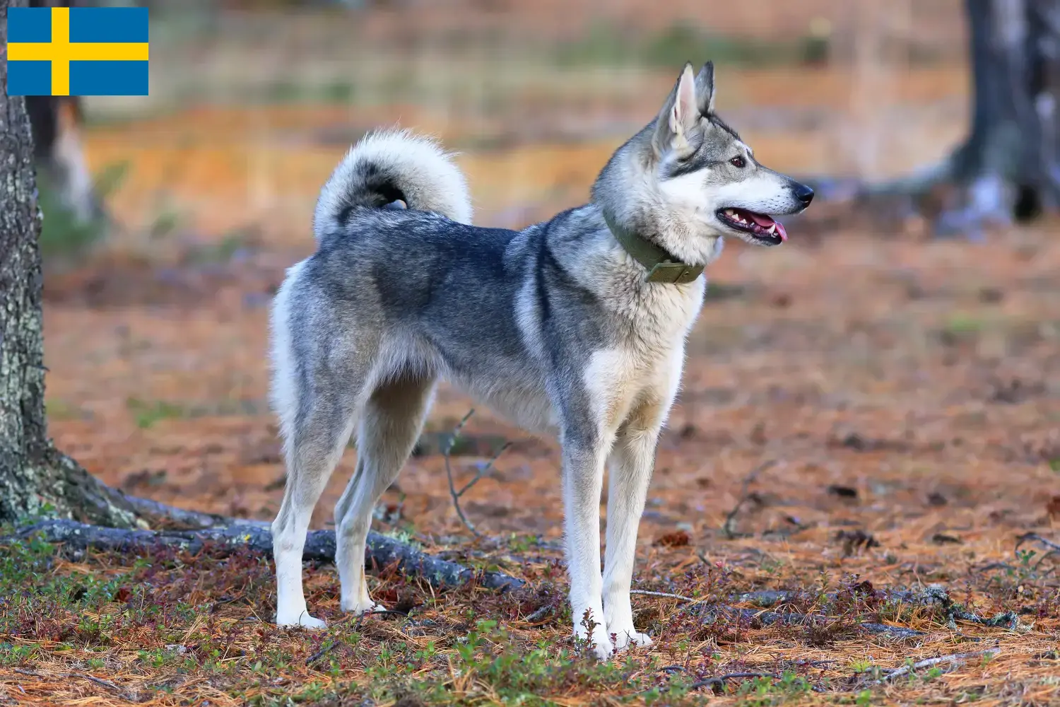 Laika szczenięta i hodowcy Szwecja Znajdź hodowców Laika w Szwecja tutaj.