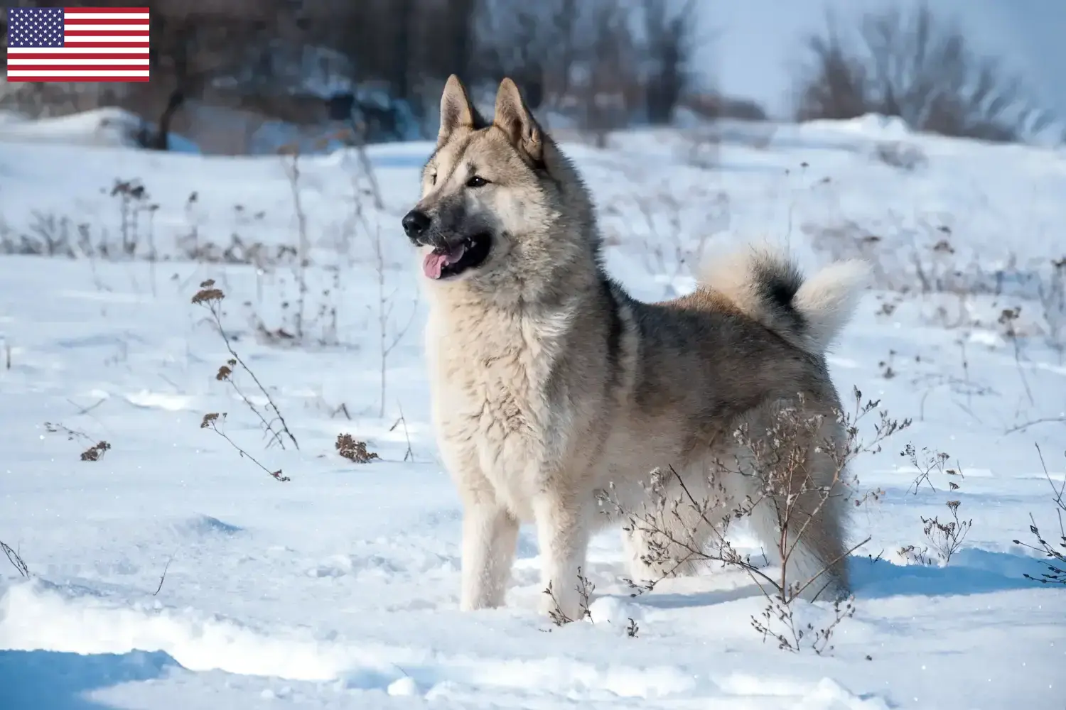 Laika szczenięta i hodowcy USA Tutaj znajdziesz hodowców rasy Laika w USA.