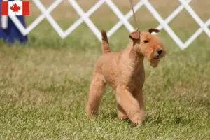 Read more about the article Hodowcy i szczenięta Lakeland terrier w Kanada