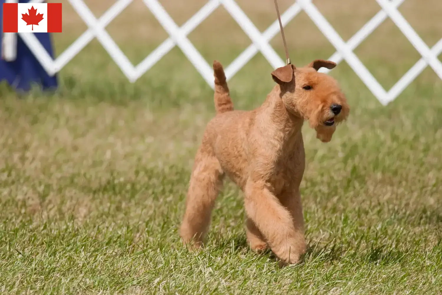 Read more about the article Hodowcy i szczenięta Lakeland terrier w Kanada