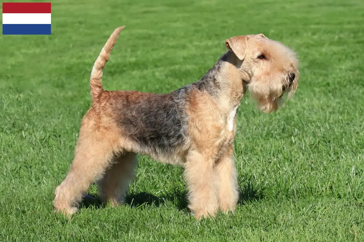 Read more about the article Hodowcy i szczenięta Lakeland terrier w Holandia