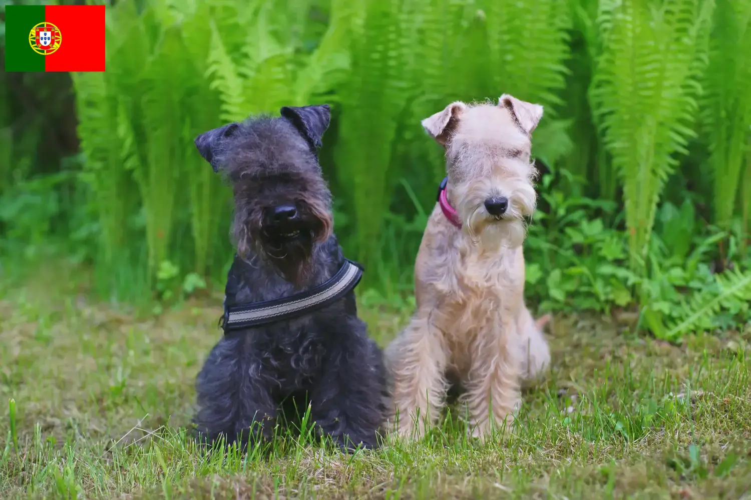 Read more about the article Hodowcy i szczenięta Lakeland terrier w Portugalia