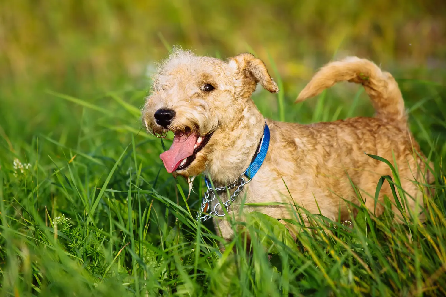 Kupno szczeniaka Lakeland Terriera oznacza wzięcie na siebie odpowiedzialności! Kup szczenięta Lakeland Terrier.