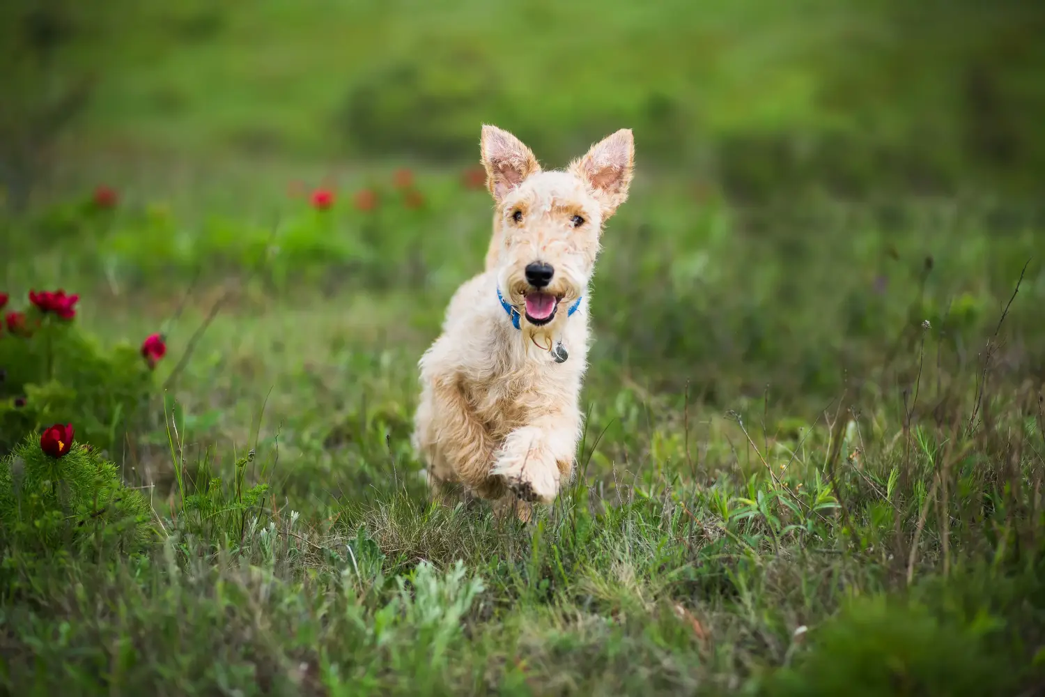 Kupno szczeniaka Lakeland Terriera oznacza wzięcie na siebie odpowiedzialności! Kup szczenięta Lakeland Terrier.