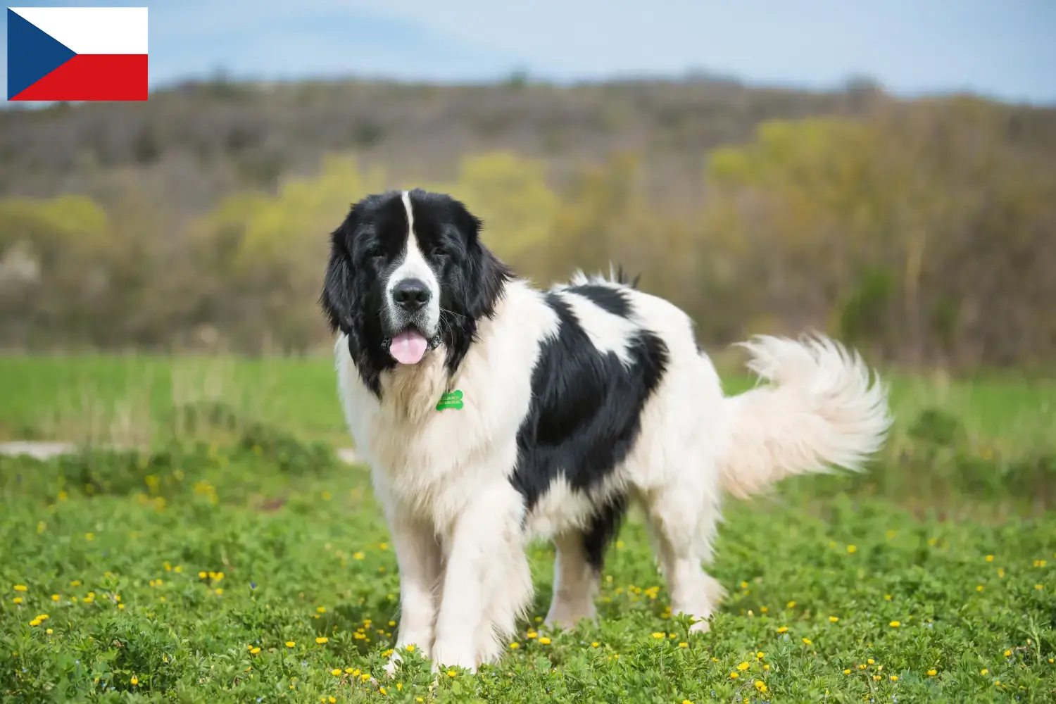 Read more about the article Hodowcy i szczenięta Landseer w Czechy