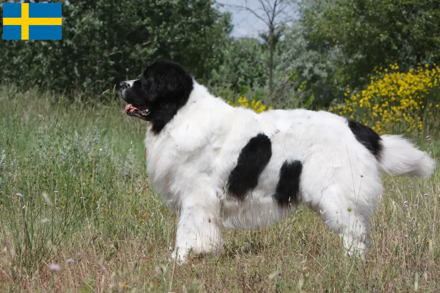 Read more about the article Landseer hodowcy i szczenięta w Szwecja