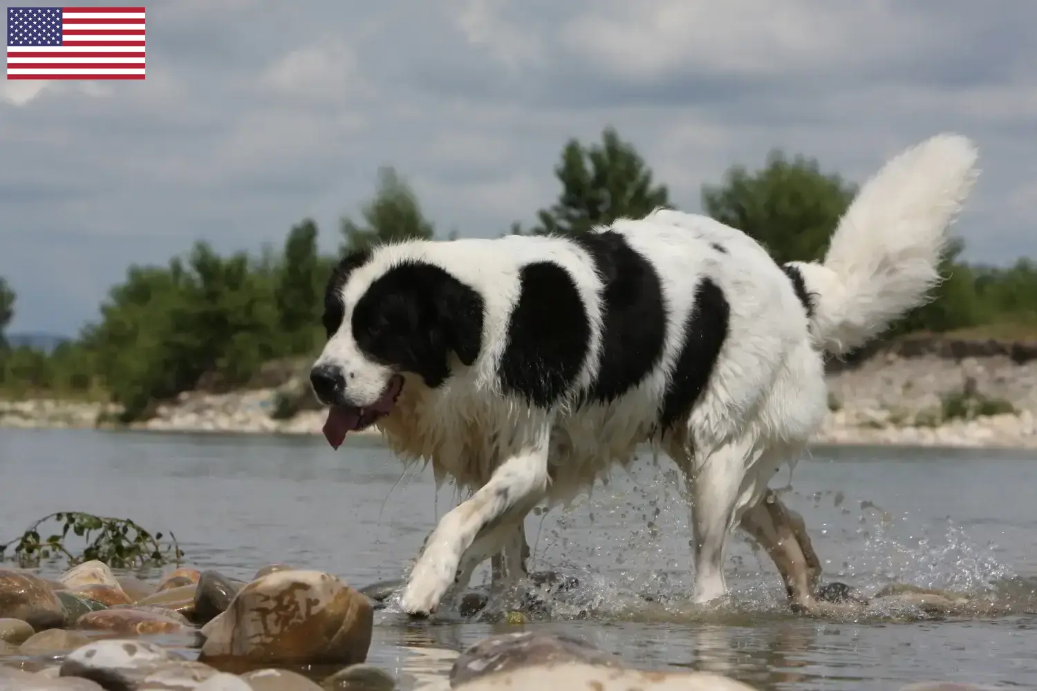 Read more about the article Landseer hodowcy i szczenięta w USA