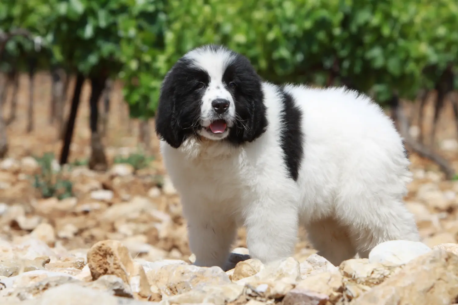 Kupno szczeniaka rasy Landseer oznacza wzięcie na siebie odpowiedzialności! Kup szczenięta rasy Landseer.