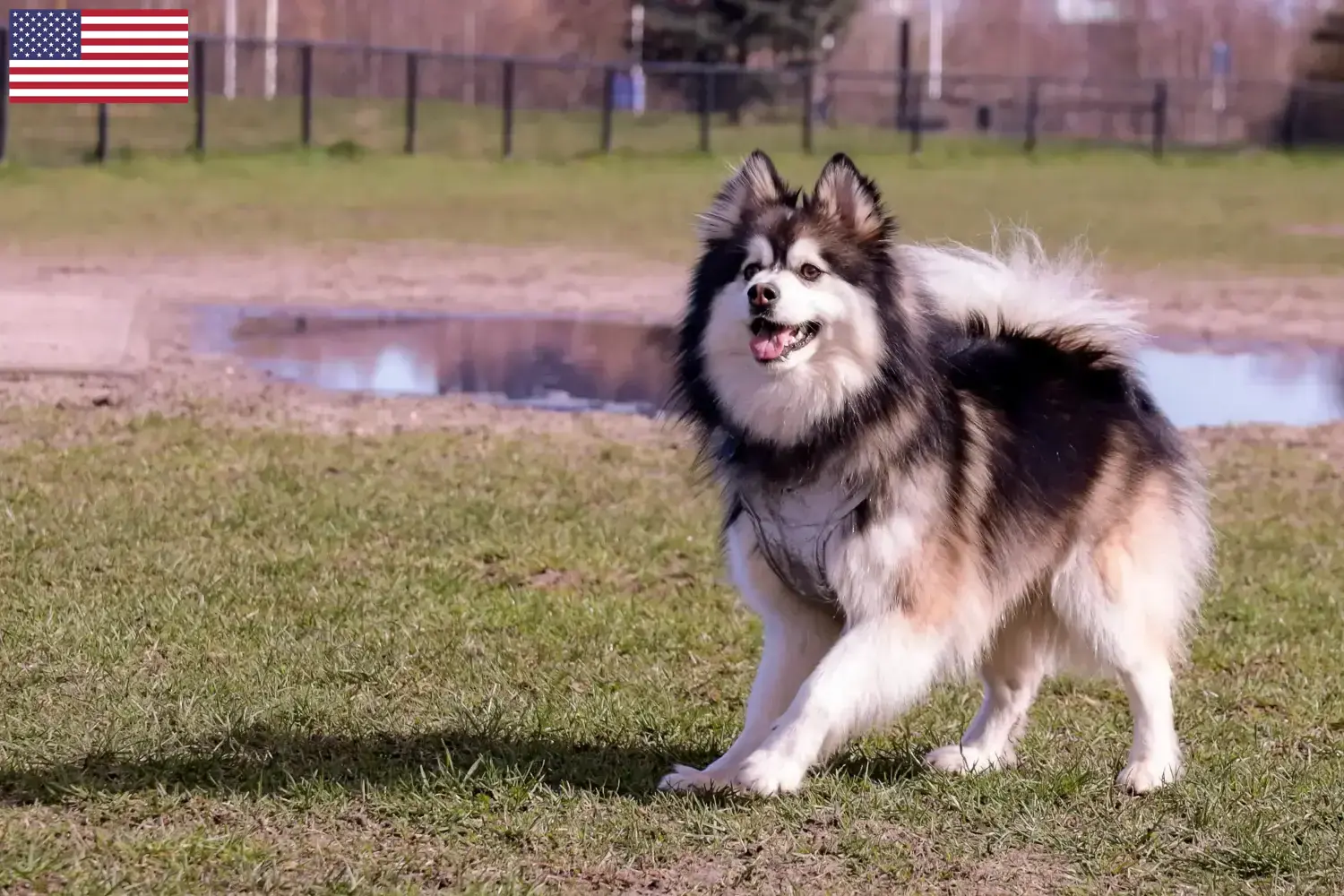 Lapphund fiński szczenięta i hodowcy USA Znajdź hodowców Lapphund fiński w USA tutaj.