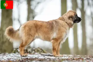 Read more about the article Hodowcy i szczenięta Leonberger w Portugalia