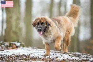 Read more about the article Hodowcy i szczenięta Leonberger w USA