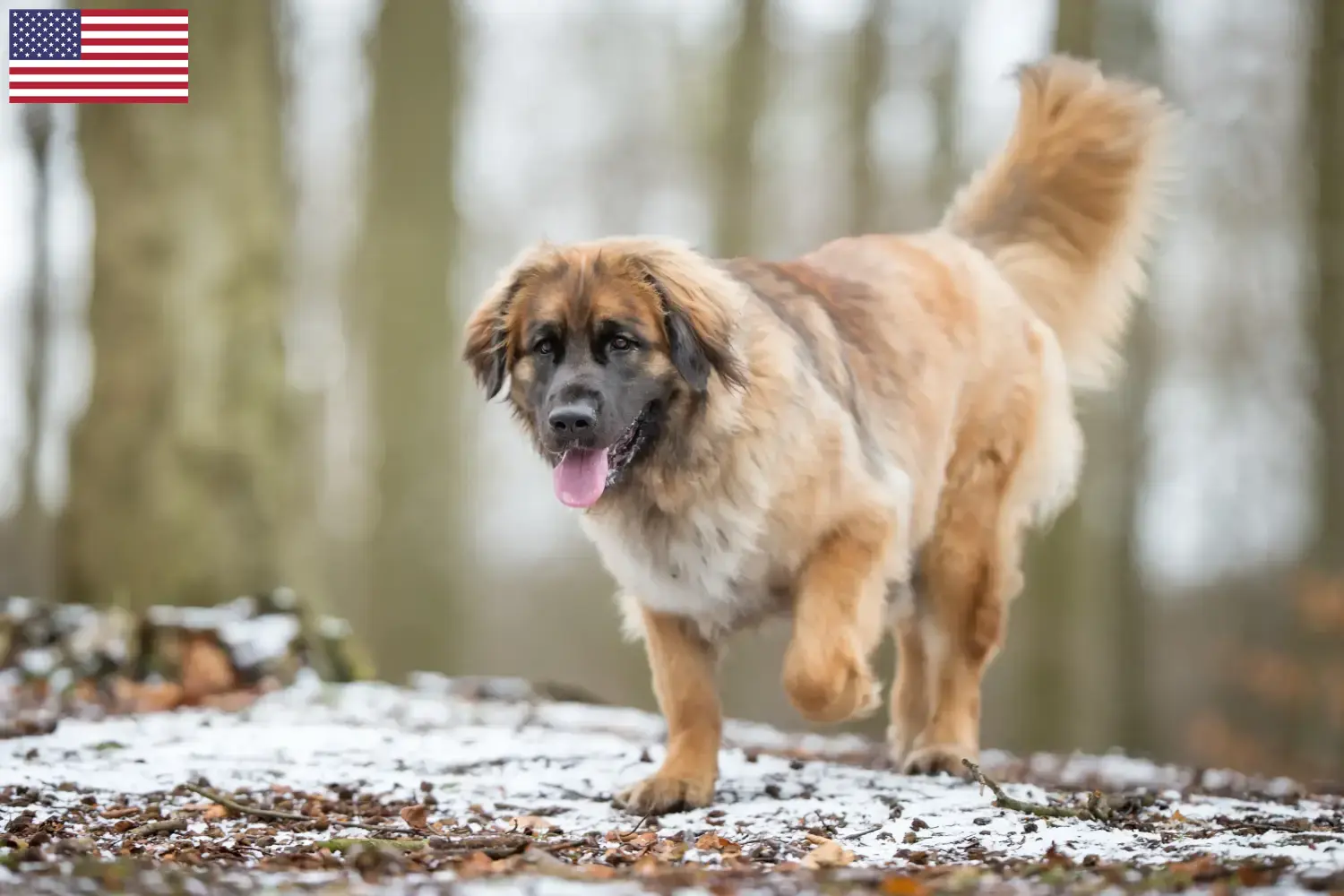 Leonberger szczenięta i hodowcy USA Tutaj znajdziesz hodowców rasy Leonberger w USA.