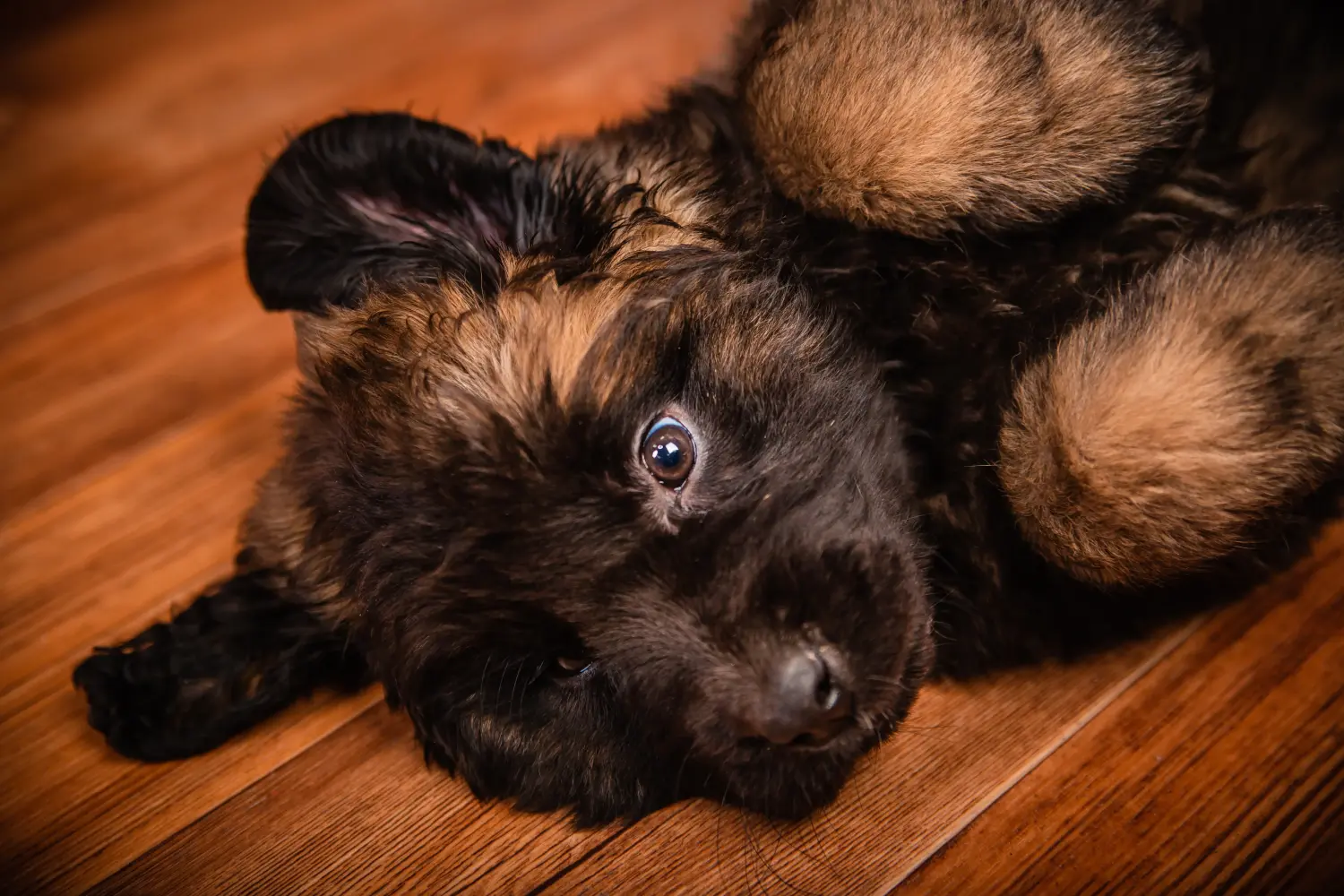 Zakup szczeniaka rasy Leonberger oznacza wzięcie na siebie odpowiedzialności! Kup szczenięta rasy Leonberger.