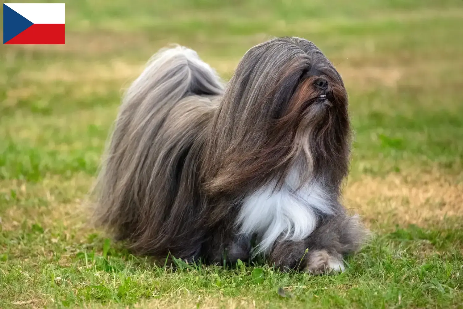 Lhasa Apso szczenięta i hodowcy Republika Czeska Tutaj znajdziesz hodowców rasy Lhasa apsos w Czechy.