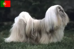 Read more about the article Hodowcy i szczenięta Lhasa apso w Portugalia