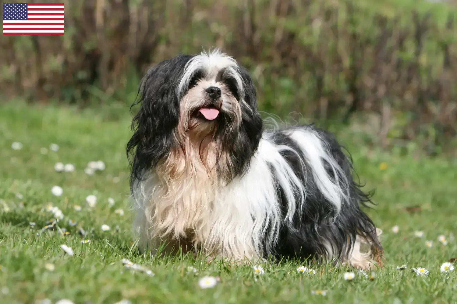 Lhasa Apso szczenięta i hodowcy USA Tutaj znajdziesz hodowców rasy Lhasa apsos w USA.