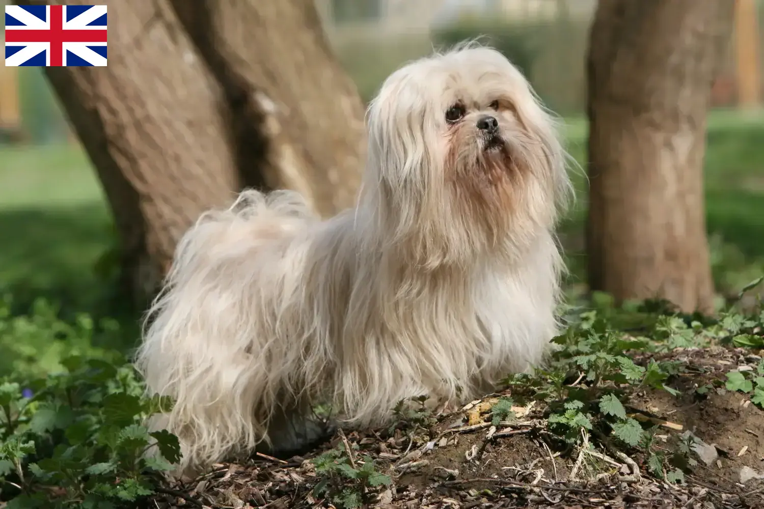 Lhasa Apso szczenięta i hodowcy Wielka Brytania Tutaj znajdziesz hodowców rasy Lhasa apsos w Wielka Brytania.