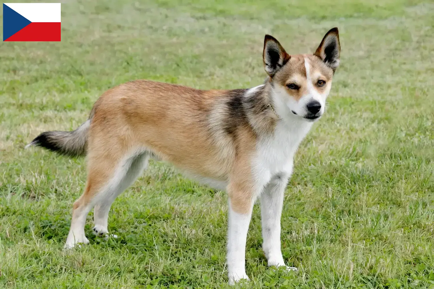 Szczenięta i hodowcy Lundehund norweski Czechy Tutaj znajdziesz hodowców rasy Lundehund norweski w Czechy.