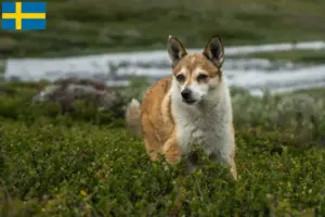 Read more about the article Hodowcy i szczenięta Lundehund norweski w Szwecja
