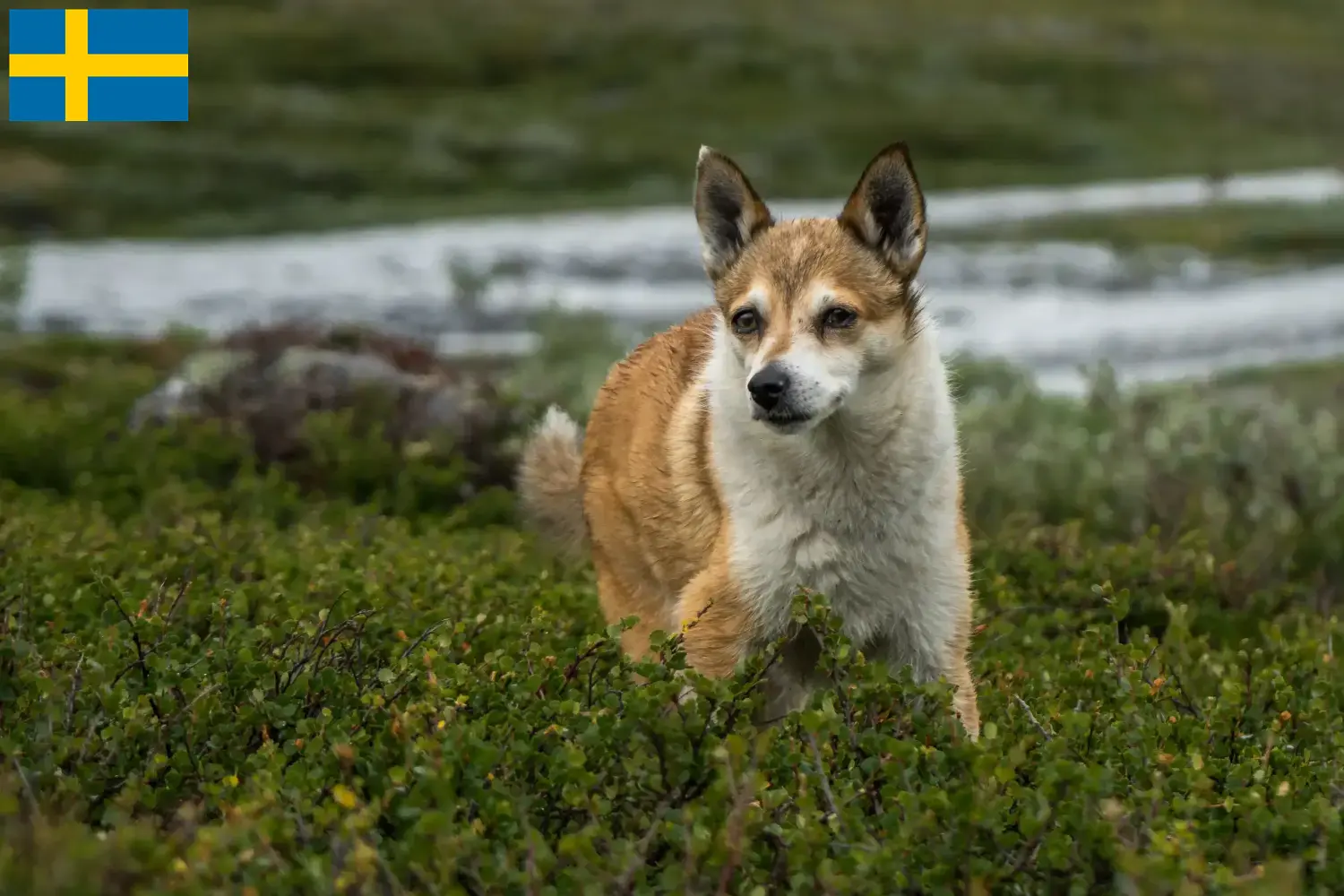 Szczeniaki i hodowcy Lundehund norweski Szwecja Tutaj znajdziesz hodowców rasy Lundehund norweski w Szwecja.
