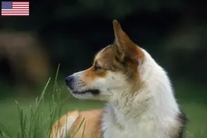 Read more about the article Hodowcy i szczenięta Lundehund norweski w USA
