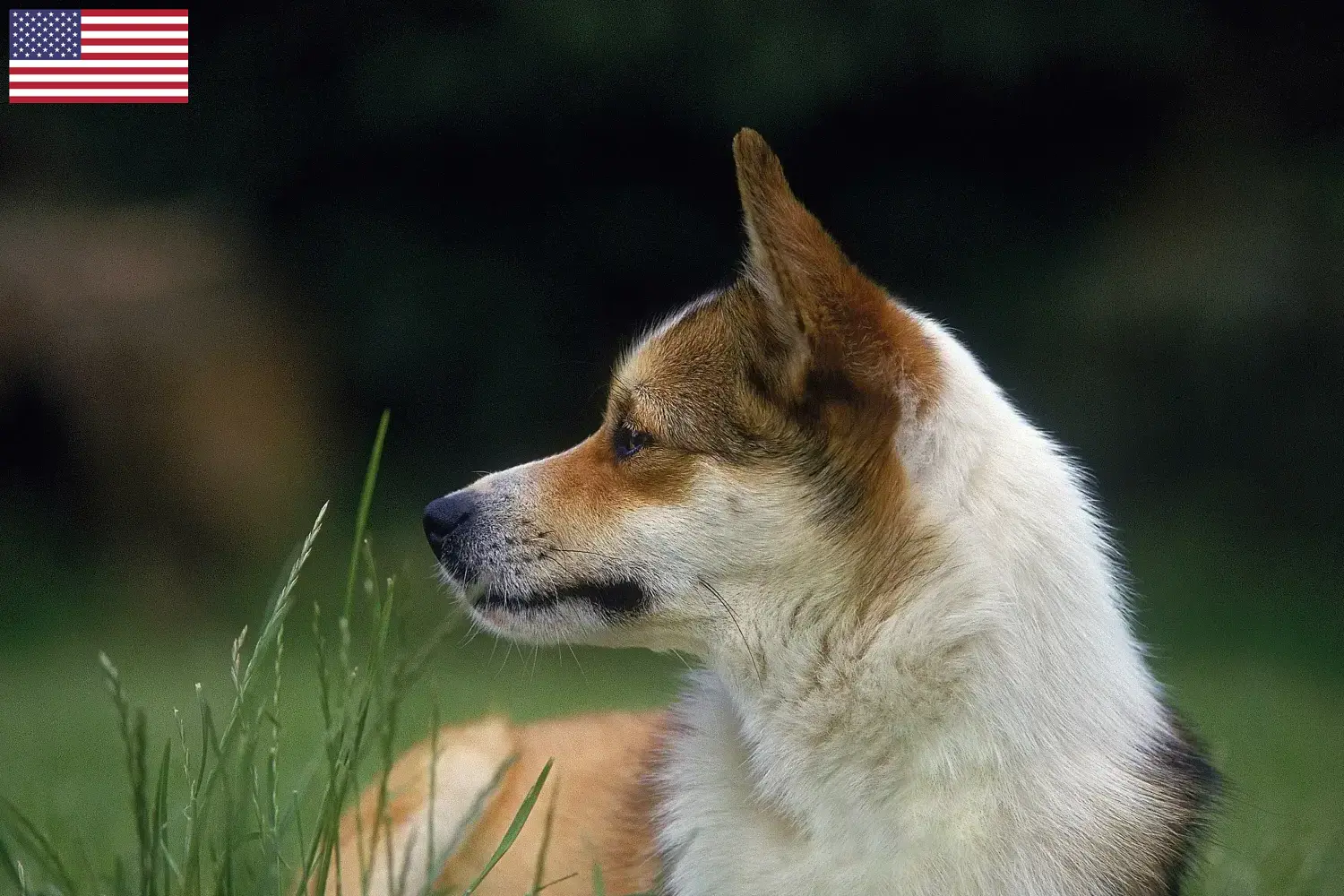 Lundehund norweski szczenięta i hodowcy USA Znajdź hodowców Lundehund norweski w USA tutaj.