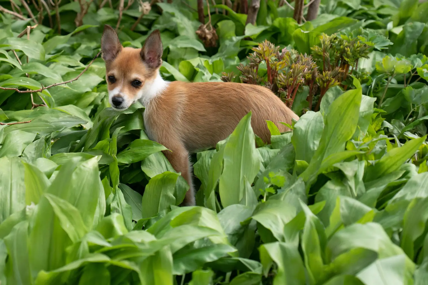 Zakup szczeniaka rasy Lundehund norweski oznacza wzięcie na siebie odpowiedzialności! Kup szczenięta rasy Lundehund norweski.