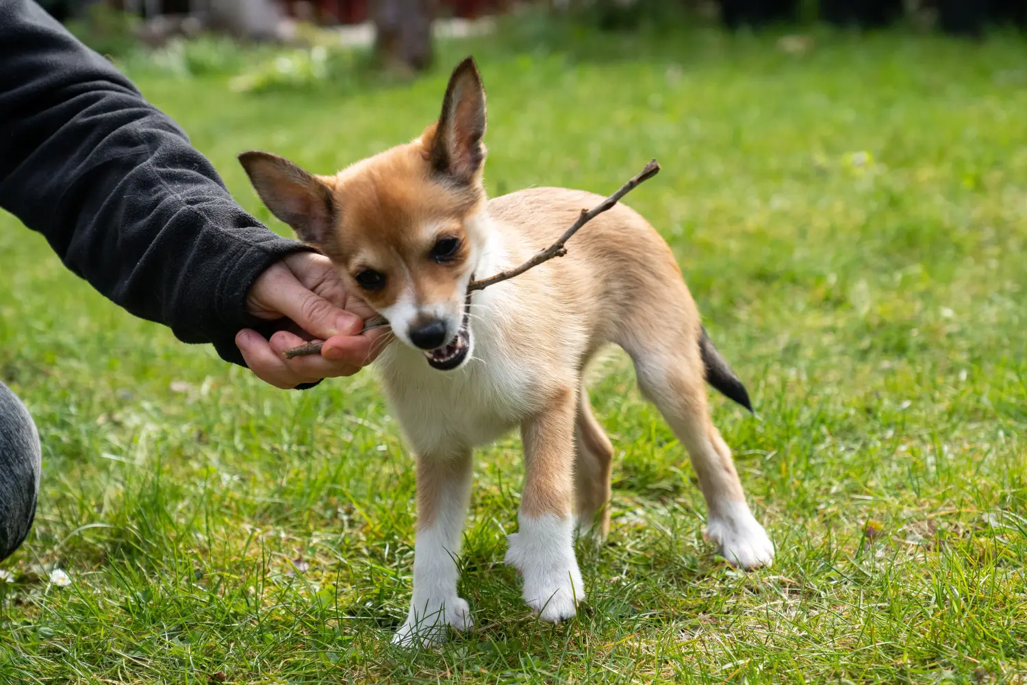Zakup szczeniaka rasy Lundehund norweski oznacza wzięcie na siebie odpowiedzialności! Kup szczenięta rasy Lundehund norweski.