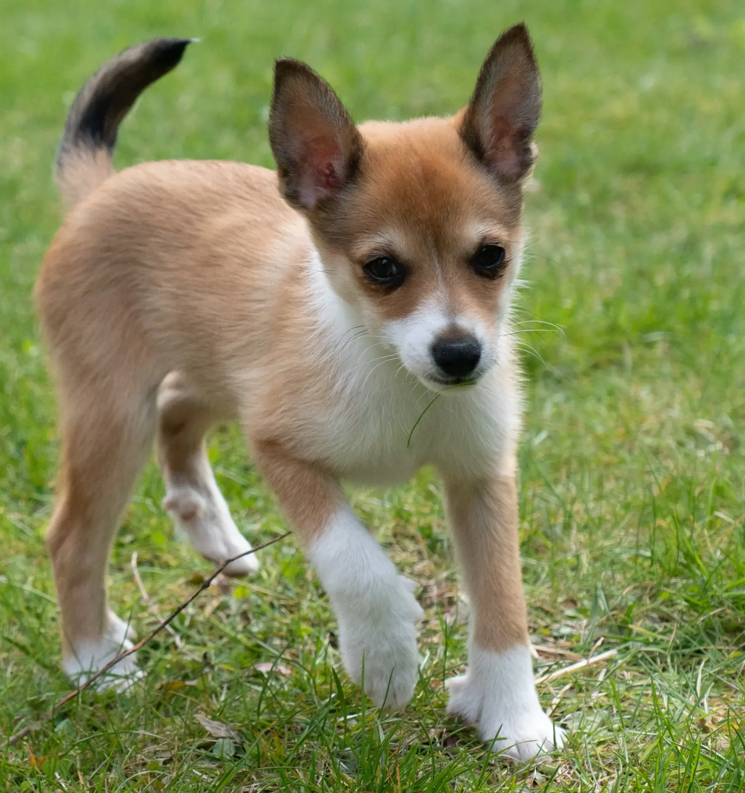 Zakup szczeniaka rasy Lundehund norweski oznacza wzięcie na siebie odpowiedzialności! Kup szczenięta rasy Lundehund norweski.